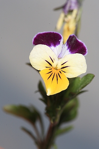 Viola saxatilis F.W. Schmidt
