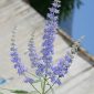 Vitex agnus-castus L.