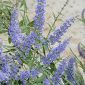 Vitex agnus-castus L.