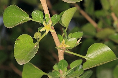 Withania frutescens (L.) Pauquy