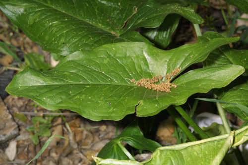 Zantedeschia aethiopica (L.) Spreng.