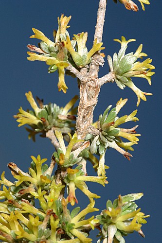 Thymelaea argentata (Lam.) Pau