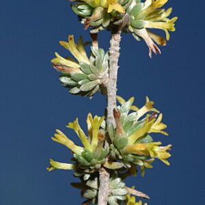 Thymelaea argentata (Lam.) Pau