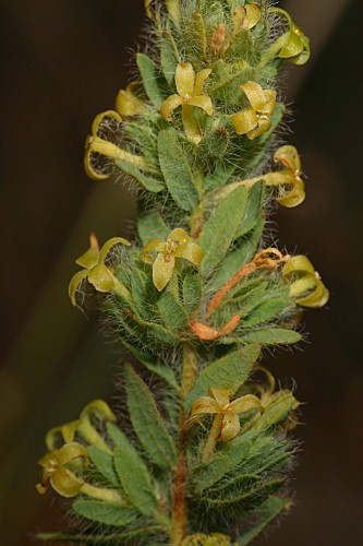 Thymelaea villosa (L.) Endl.