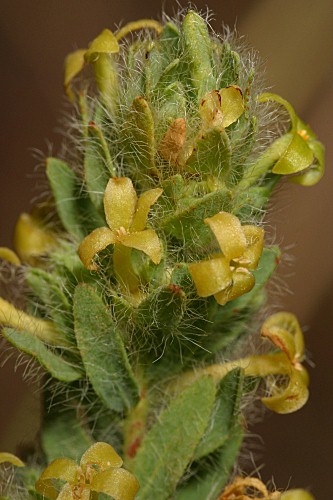 Thymelaea villosa (L.) Endl.