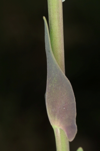 Conringia orientalis (L.) Dumort.