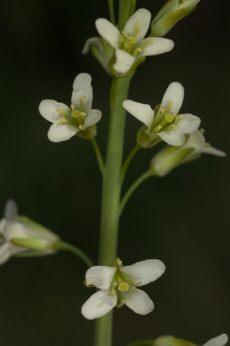 Conringia orientalis (L.) Dumort.