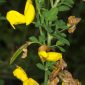 Cytisus arboreus subsp. catalaunicus (Webb) Maire