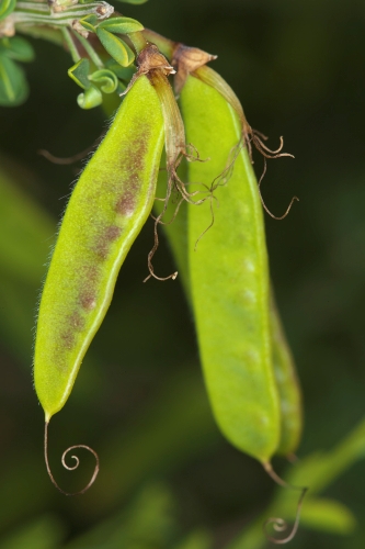 Cytisus arboreus subsp. catalaunicus (Webb) Maire