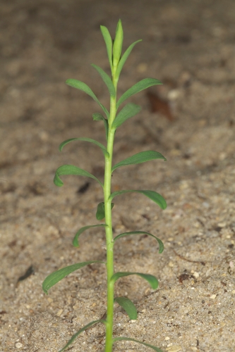 Euphorbia baetica Boiss.
