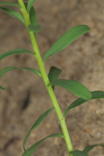 Euphorbia baetica Boiss.