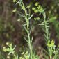 Euphorbia esula L.