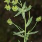 Euphorbia esula L.