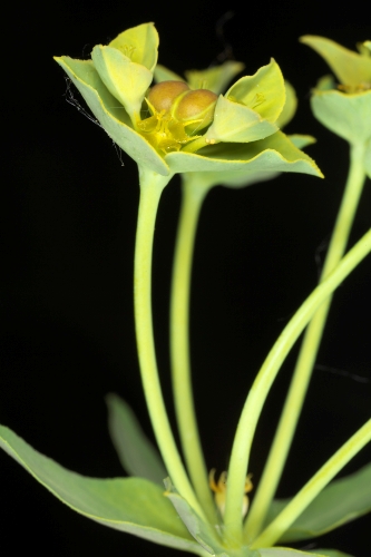 Euphorbia esula L.