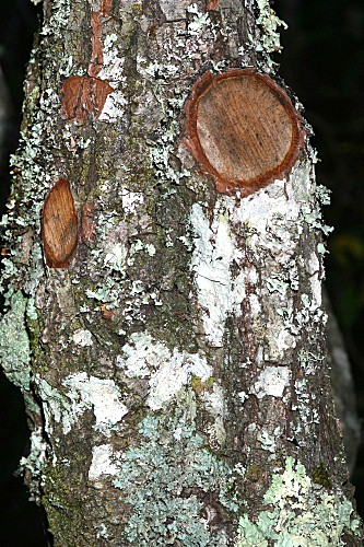 Frangula alnus subsp. baetica (Willk. & É. Rev.) Rivas Goday ex Devesa