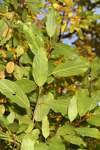 Frangula alnus subsp. baetica (Willk. & É. Rev.) Rivas Goday ex Devesa