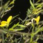 Genista ancistrocarpa Spach