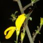 Genista ancistrocarpa Spach