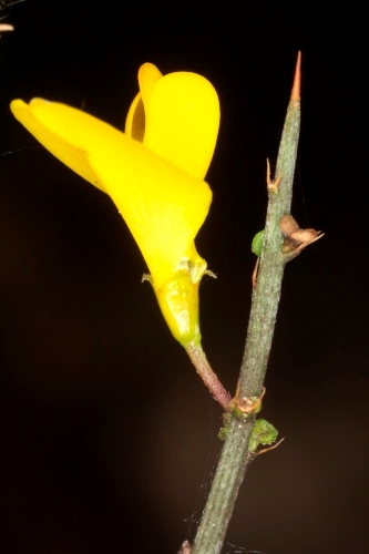 Genista scorpius (L.) DC.