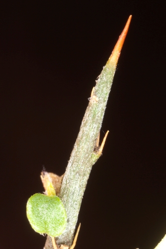 Genista scorpius (L.) DC.