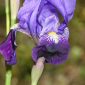Iris germanica L.