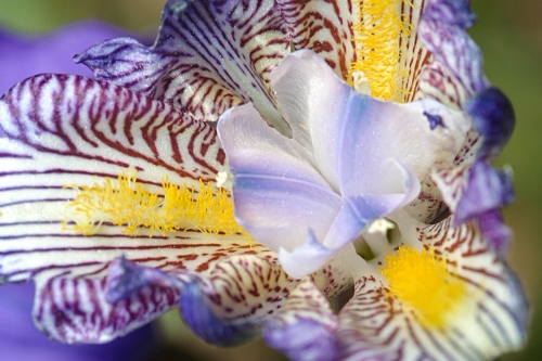 Iris germanica L.