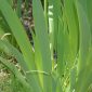 Iris germanica L.