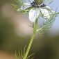 Nigella damascena L.