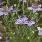 Nigella papillosa G. López