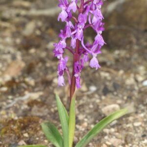 Orchis champagneuxii Barn.