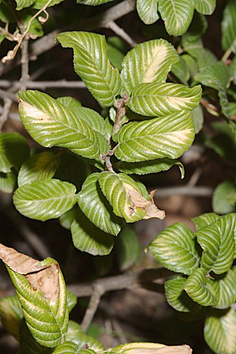 Rhamnus alpina L.