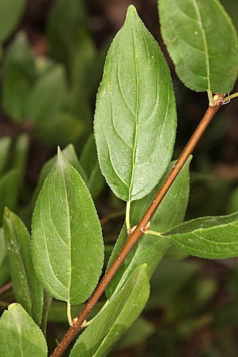 Rhamnus cathartica L.
