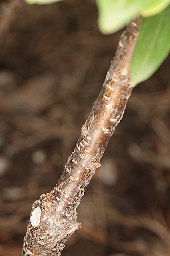 Rhamnus cathartica L.