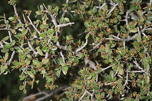 Rhamnus myrtifolia Willk.
