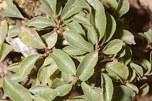 Rhamnus pumilus Turra