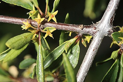Rhamnus saxatilis Jacq.
