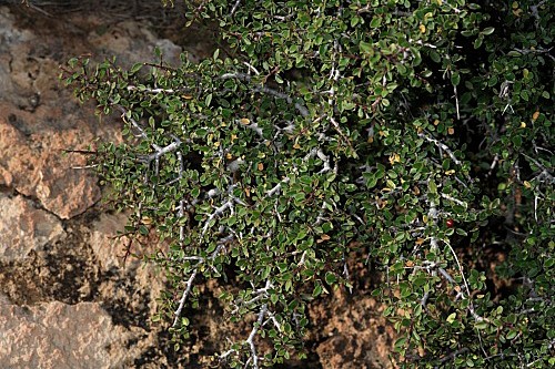 Rhamnus velutina subsp. almeriensis Rivas Mart. & J.M. Pizarro