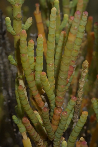 Sarcocornia fruticosa (L.) A. J. Scott