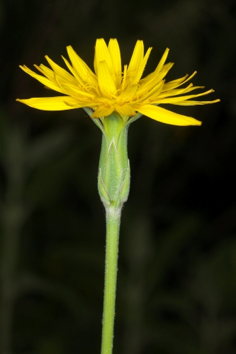 Scorzonera baetica (Boiss.) Boiss.