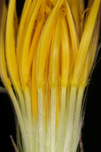 Scorzonera baetica (Boiss.) Boiss.