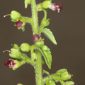 Scrophularia arguta Aiton