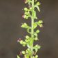 Scrophularia arguta Aiton
