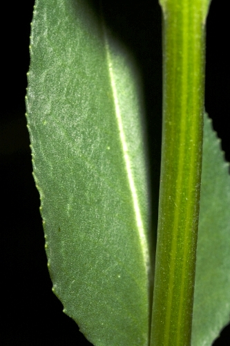 Senecio doria L. subsp. laderoi (C. Pérez, M. E. García & A. Penas) Blanca