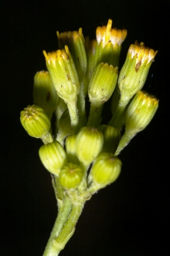 Senecio doria L. subsp. laderoi (C. Pérez, M. E. García & A. Penas) Blanca