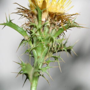 Carlina corymbosa subsp. hispanica (Lam.) O. Bolòs & Vigo