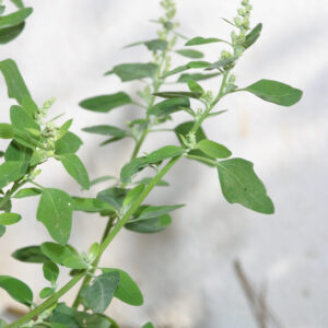 Chenopodium album L.