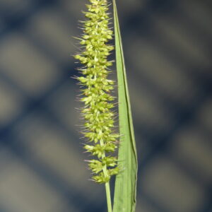 Setaria