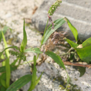 Setaria verticillata (L.) P. Beauv.