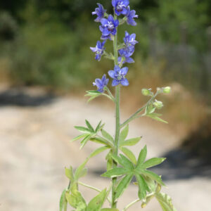 Delphinium staphisagria L.