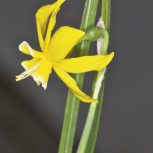 Narcissus gaditanus Boiss. & Reut. in Boiss.